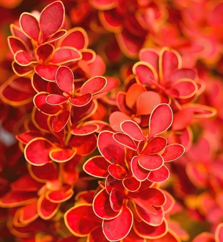 Berberis thunbergii 'Orange Ice' – Vesneri Aed